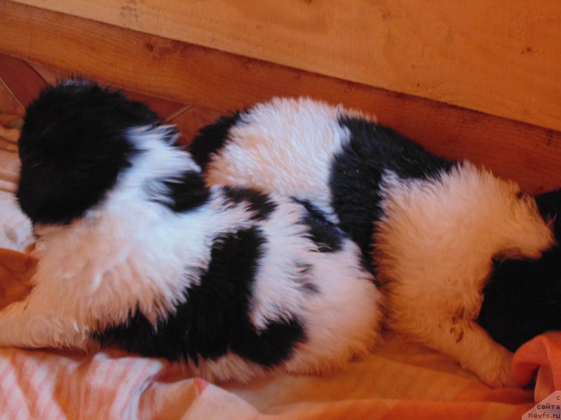 Фото: ньюфаундленд Stepnaya Pal'mira Edinstvennyiy Moy (Степная Пальмира Единственный Мой)