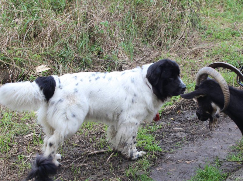 Фотография № 214562