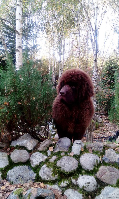 Фото: ньюфаундленд Hardi Hrabroe Serdce (Харди Храброе Сердце)