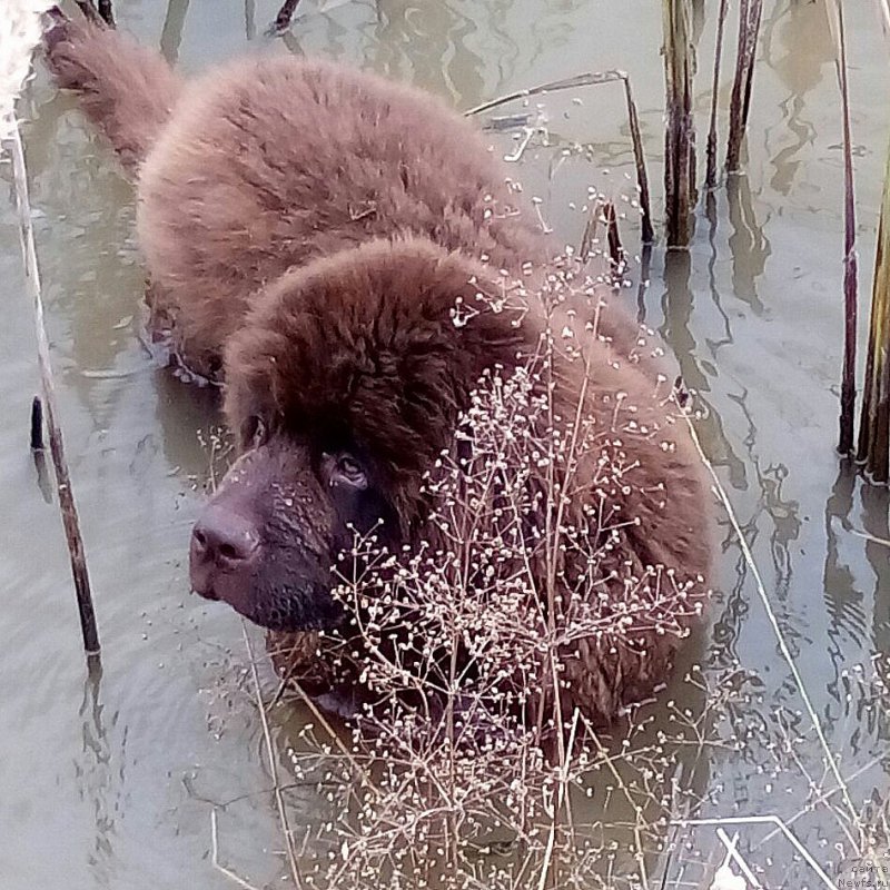 Фото: ньюфаундленд Hardi Hrabroe Serdce (Харди Храброе Сердце)