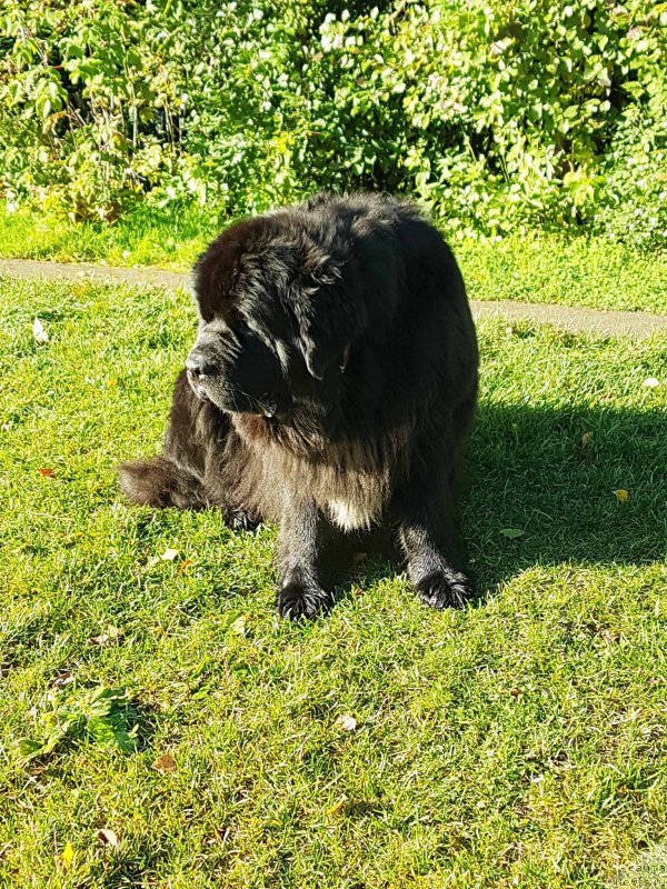 Фото: ньюфаундленд Sent Djons Gvendolin Glorius Garden (Сент Джонс Гвендолин Глориус Гарден)