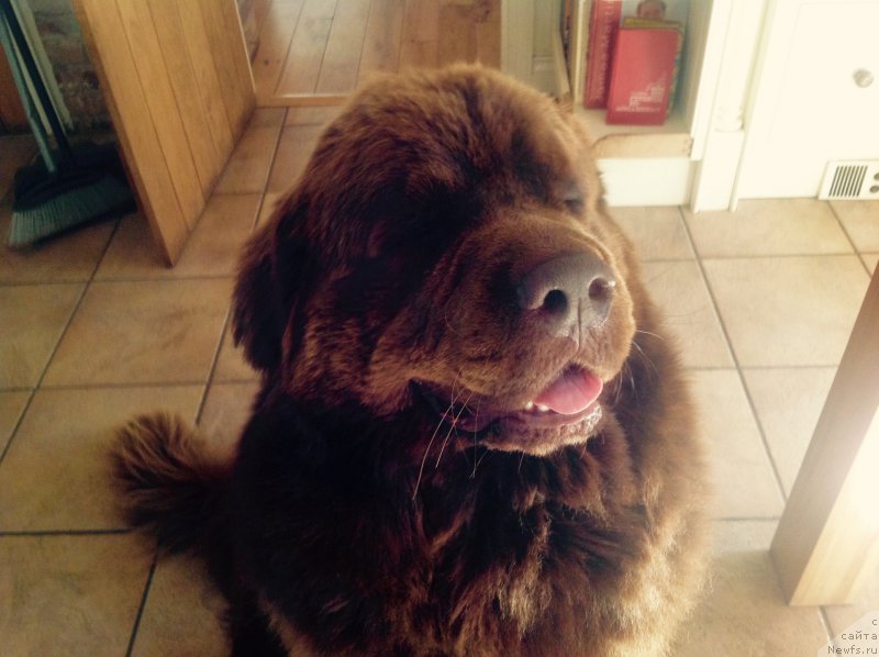 Фото: ньюфаундленд Nobl King May Lord Simba (Нобл Кинг Май Лорд Симба)