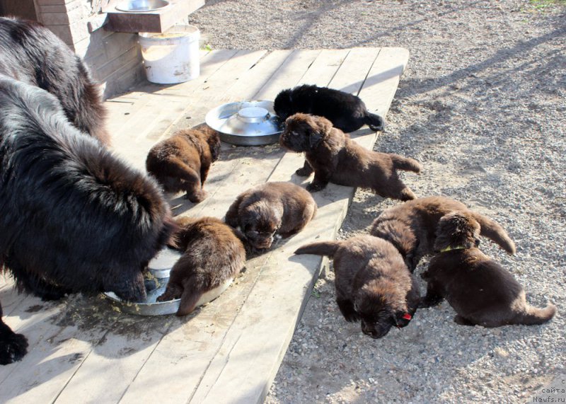 Фото: ньюфаундленд Brownblood MSK Amadey-Defender (Браунблад МСК Амадей-Дефендер), ньюфаундленд Brownblood MSK Another Love Tender Ebony (Браунблад МСК Аназер Лав Тендер Эбони), ньюфаундленд Brownblood MSK Alfa-Romeo Gold Baddy (Браунблад МСК Альфа-Ромео Голд Бадди), ньюфаундленд Brownblood MSK Abrams-Strong (Браунблад МСК Абрамс-Стронг), ньюфаундленд Brownblood MSK Audi Red Less (Браунблад МСК Ауди Рэд Лэсс), ньюфаундленд Brownblood MSK Armata Loyar Aid (Браунблад МСК Армата Лойар Аид), ньюфаундленд Brownblood MSK Alpina Guardian Soul (Браунблад МСК Альпина Гуардиан Соул), ньюфаундленд Brownblood MSK Avanti Darling Kid (Браунблад МСК Аванти Дарлинг Кид)