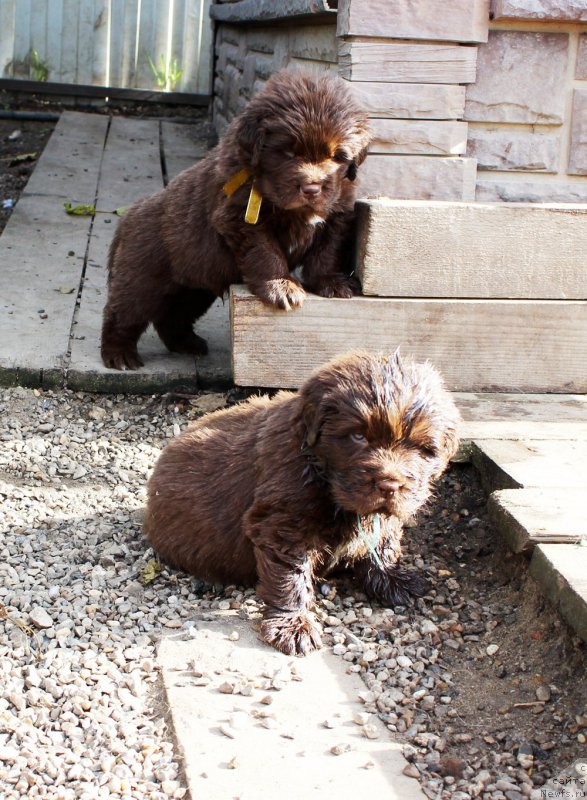 Фото: ньюфаундленд Brownblood MSK Abrams-Strong (Браунблад МСК Абрамс-Стронг), ньюфаундленд Brownblood MSK Alfa-Romeo Gold Baddy (Браунблад МСК Альфа-Ромео Голд Бадди)