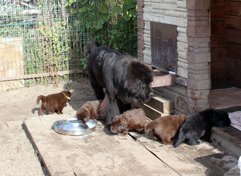 Фото: ньюфаундленд Brownblood MSK Another Love Tender Ebony (Браунблад МСК Аназер Лав Тендер Эбони), ньюфаундленд Brownblood MSK Alfa-Romeo Gold Baddy (Браунблад МСК Альфа-Ромео Голд Бадди), ньюфаундленд Brownblood MSK Abrams-Strong (Браунблад МСК Абрамс-Стронг), ньюфаундленд Brownblood MSK Alfa-Romeo Gold Baddy (Браунблад МСК Альфа-Ромео Голд Бадди), ньюфаундленд Brownblood MSK Avanti Darling Kid (Браунблад МСК Аванти Дарлинг Кид), ньюфаундленд Brownblood MSK Amadey-Defender (Браунблад МСК Амадей-Дефендер)