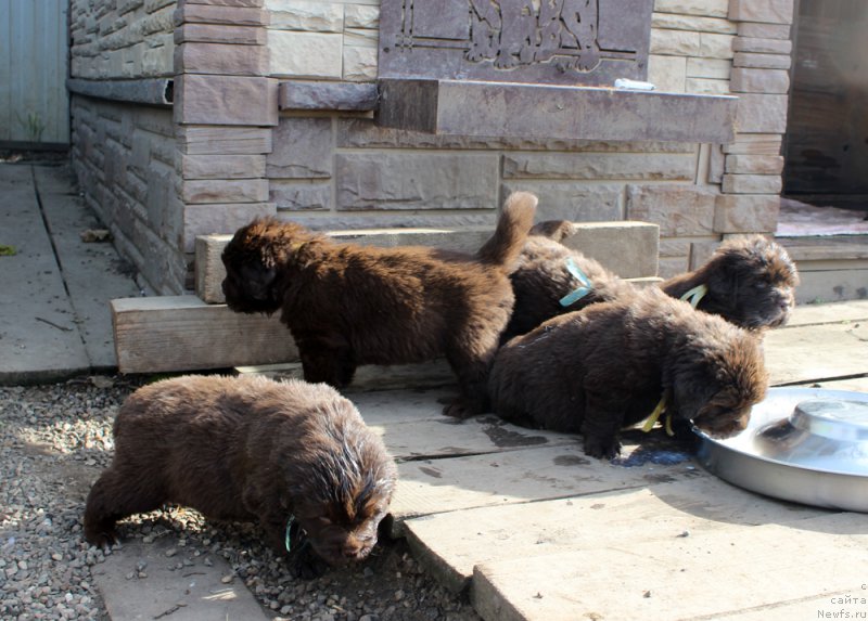 Фото: ньюфаундленд Brownblood MSK Another Love Tender Ebony (Браунблад МСК Аназер Лав Тендер Эбони), ньюфаундленд Brownblood MSK Alfa-Romeo Gold Baddy (Браунблад МСК Альфа-Ромео Голд Бадди), ньюфаундленд Brownblood MSK Abrams-Strong (Браунблад МСК Абрамс-Стронг), ньюфаундленд Brownblood MSK Alfa-Romeo Gold Baddy (Браунблад МСК Альфа-Ромео Голд Бадди), ньюфаундленд Brownblood MSK Avanti Darling Kid (Браунблад МСК Аванти Дарлинг Кид)