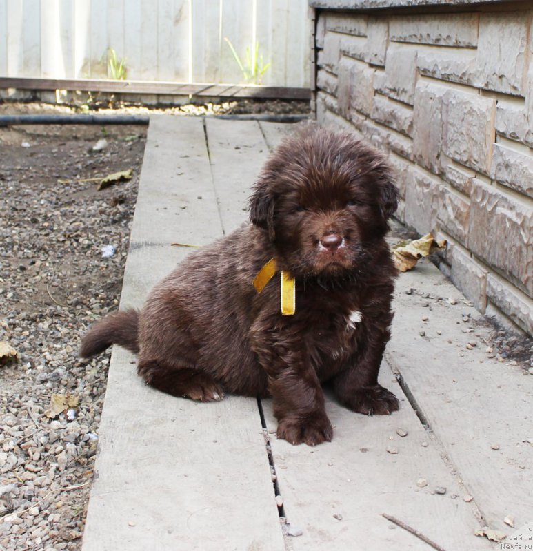 Фото: ньюфаундленд Brownblood MSK Armata Loyar Aid (Браунблад МСК Армата Лойар Аид)