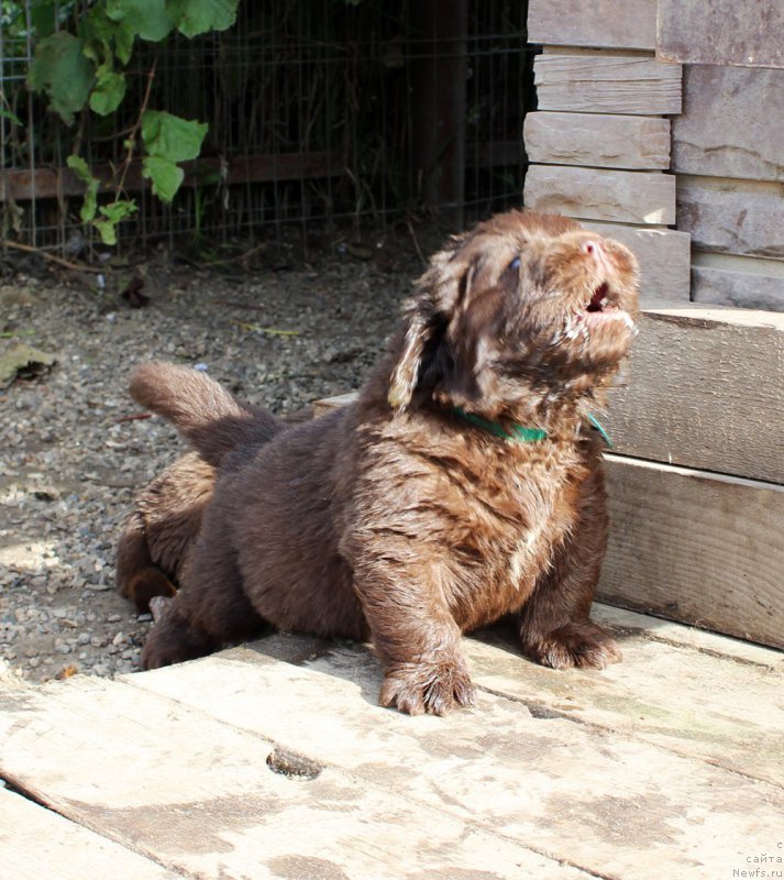 Фото: ньюфаундленд Brownblood MSK Another Love Tender Ebony (Браунблад МСК Аназер Лав Тендер Эбони)