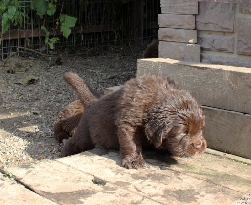 Фото: ньюфаундленд Brownblood MSK Abrams-Strong (Браунблад МСК Абрамс-Стронг)