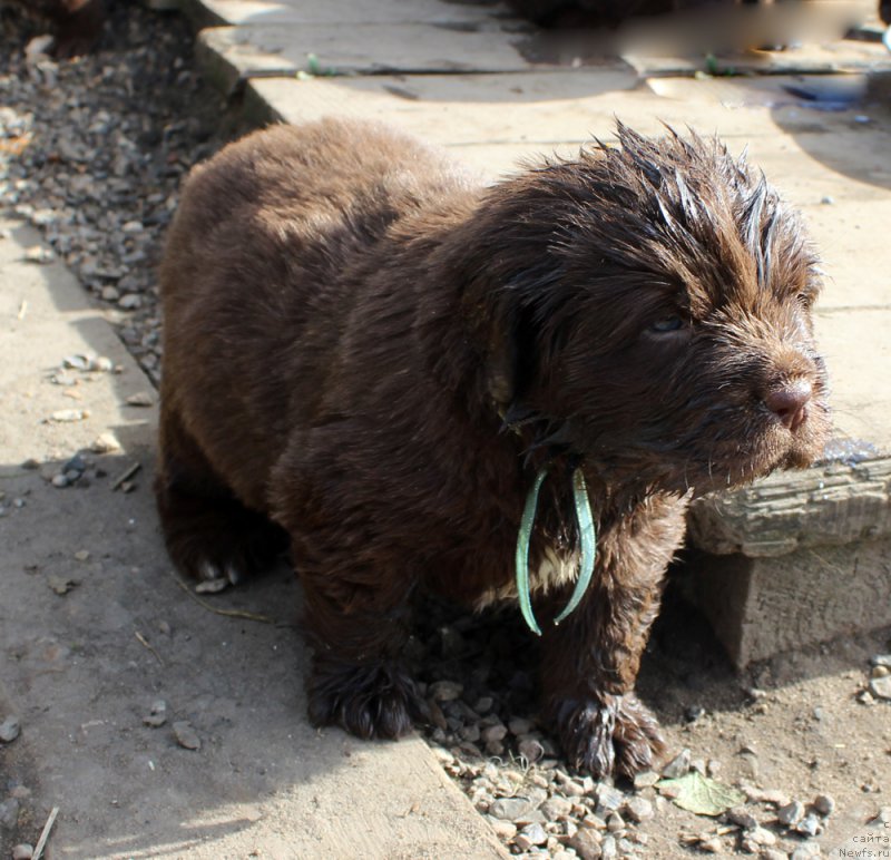 Фото: ньюфаундленд Brownblood MSK Abrams-Strong (Браунблад МСК Абрамс-Стронг)