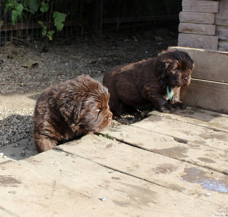 Фото: ньюфаундленд Brownblood MSK Abrams-Strong (Браунблад МСК Абрамс-Стронг), ньюфаундленд Brownblood MSK Another Love Tender Ebony (Браунблад МСК Аназер Лав Тендер Эбони)