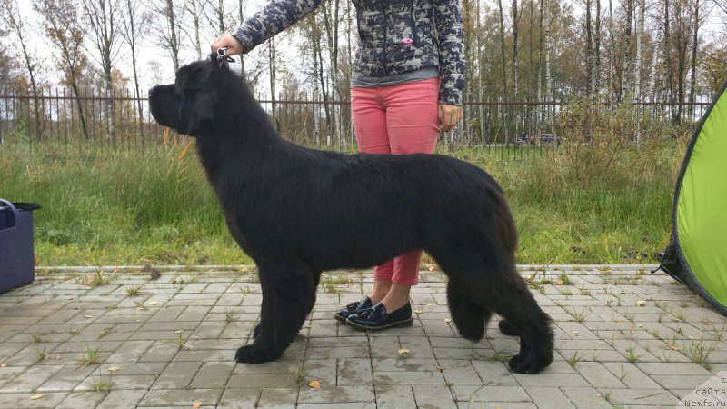 Фото: ньюфаундленд Smigar Afrodita Medichi (Смигар Афродита Медичи)