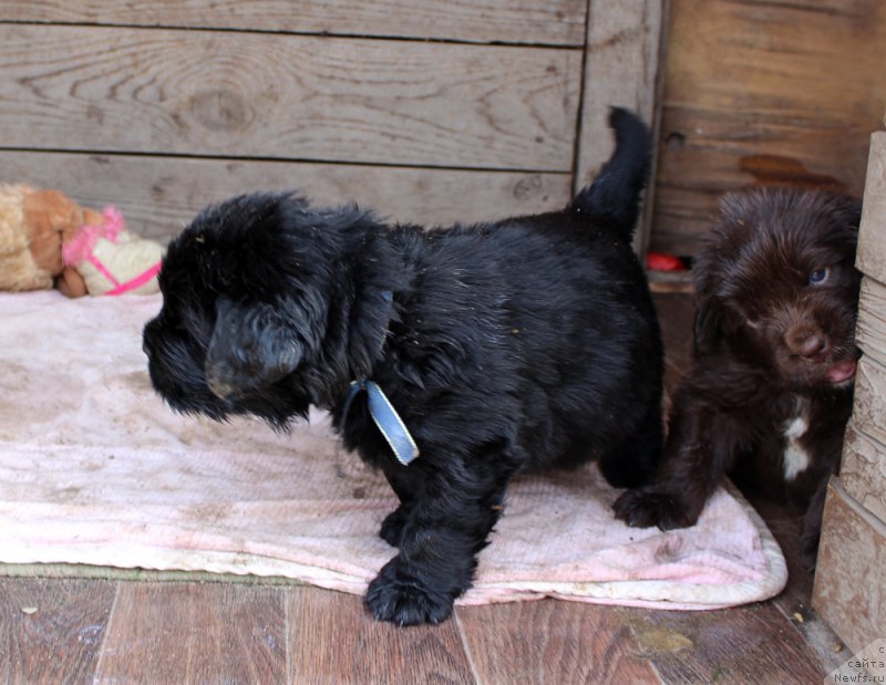 Фото: ньюфаундленд Brownblood MSK Amadey-Defender (Браунблад МСК Амадей-Дефендер), ньюфаундленд Brownblood MSK Audi Red Less (Браунблад МСК Ауди Рэд Лэсс)