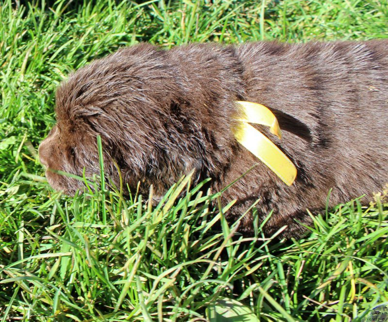 Фото: ньюфаундленд Brownblood MSK Alfa-Romeo Gold Baddy (Браунблад МСК Альфа-Ромео Голд Бадди)