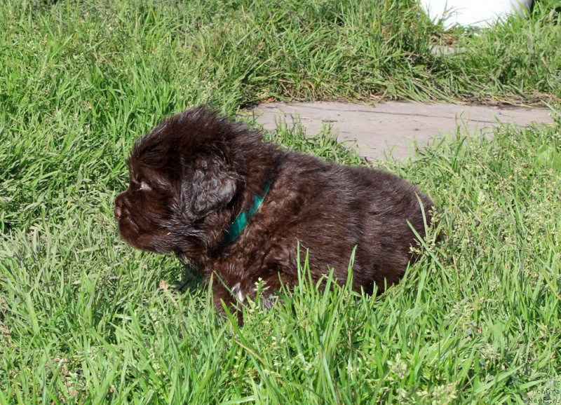 Фото: ньюфаундленд Brownblood MSK Another Love Tender Ebony (Браунблад МСК Аназер Лав Тендер Эбони)