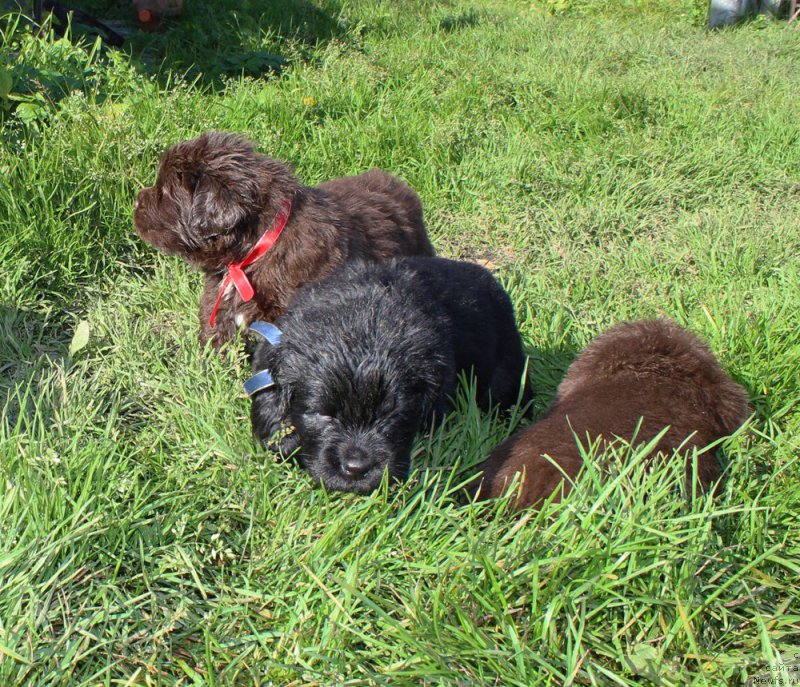 Фото: ньюфаундленд Brownblood MSK Audi Red Less (Браунблад МСК Ауди Рэд Лэсс), ньюфаундленд Brownblood MSK Amadey-Defender (Браунблад МСК Амадей-Дефендер)