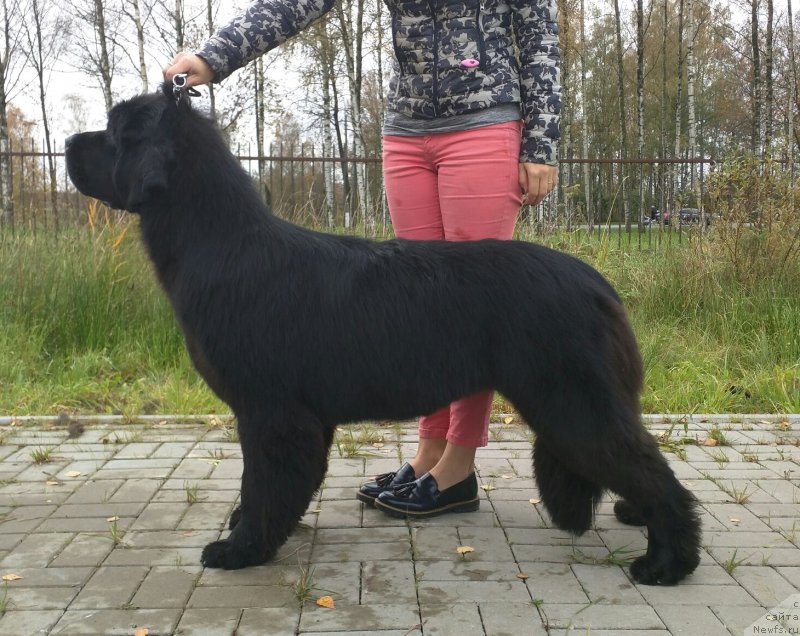 Фото: ньюфаундленд Smigar Afrodita Medichi (Смигар Афродита Медичи)