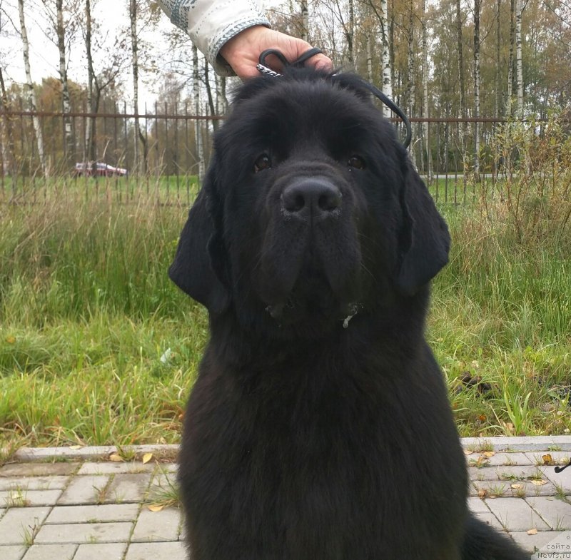 Фото: ньюфаундленд Smigar Afrodita Medichi (Смигар Афродита Медичи)