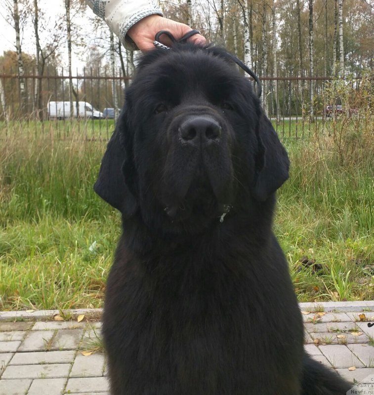 Фото: ньюфаундленд Smigar Afrodita Medichi (Смигар Афродита Медичи)