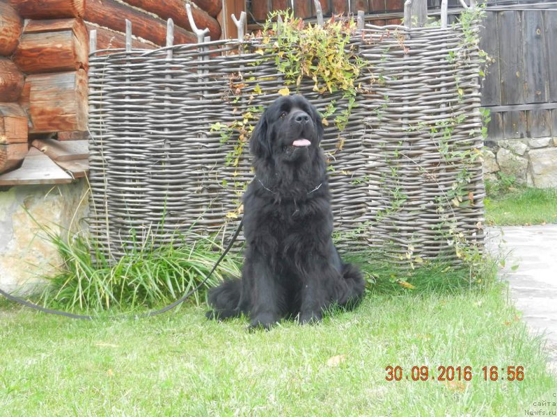 Фото: ньюфаундленд New-Pom-Shire Ankaria Vuori (Нью-Пом-Шир Анкария Вуори)