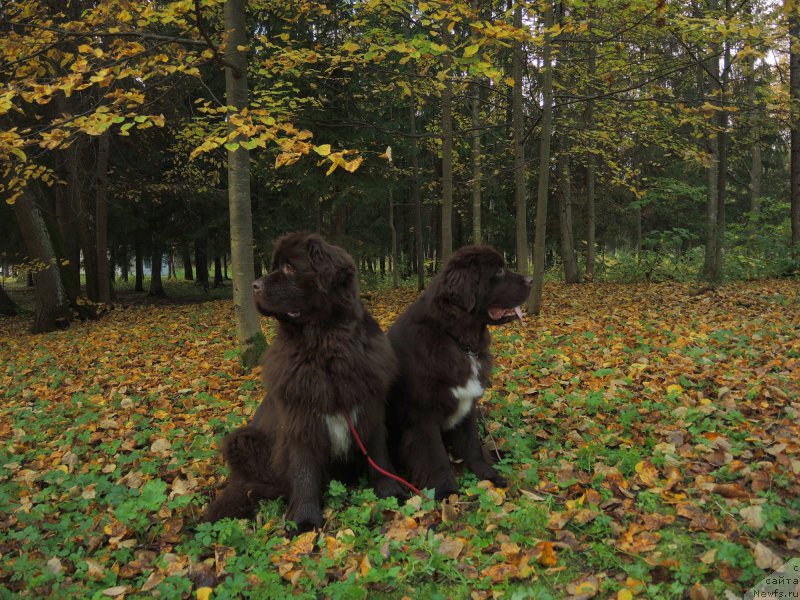 Фото: ньюфаундленд Aquatoriya Kelvin Heather Honey (Акватория Келвин Хизер Хани), ньюфаундленд Funnewf Arktika (Фанньюф Арктика)