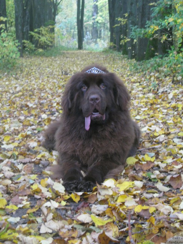 Фото: ньюфаундленд Fann'yuf Anatoliya (Фанньюф Анатолия)