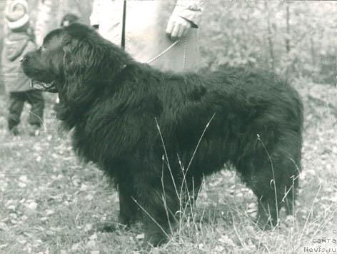 Фото: ньюфаундленд Unkas Agli (Ункас Агли)