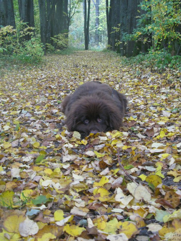 Фото: ньюфаундленд Fann'yuf Anatoliya (Фанньюф Анатолия)