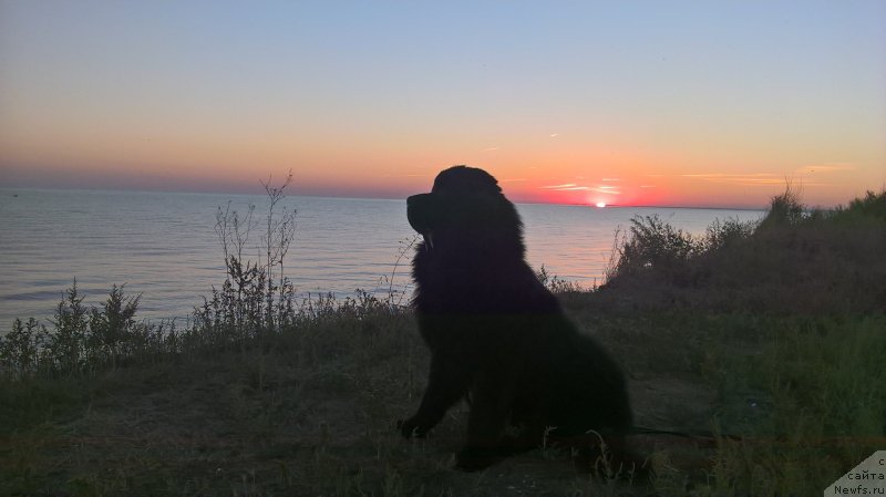 Фото: ньюфаундленд N'yufort Volshebnyiy Les Totoro (Ньюфорт Волшебный Лес Тоторо)