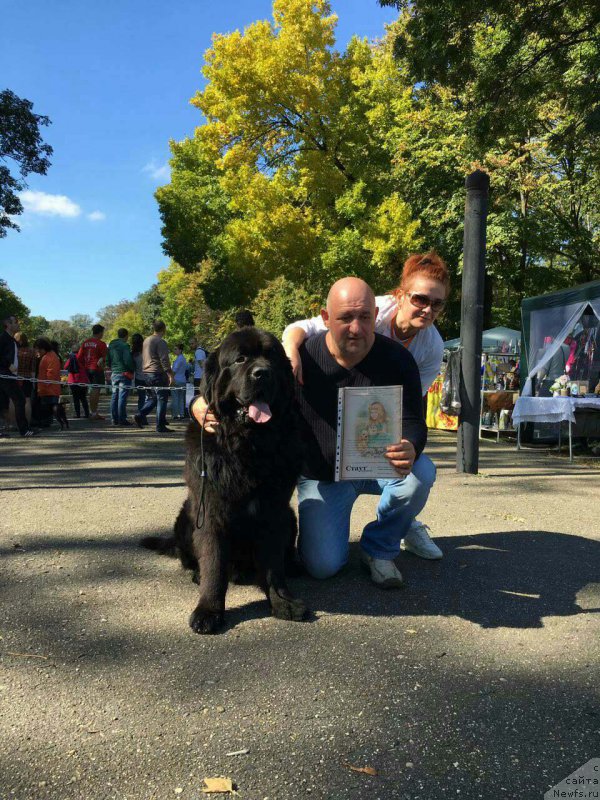 Фото: ньюфаундленд Amadey fon Bayron (Амадей фон Байрон), Mihail Golubev (Михаил Голубев)