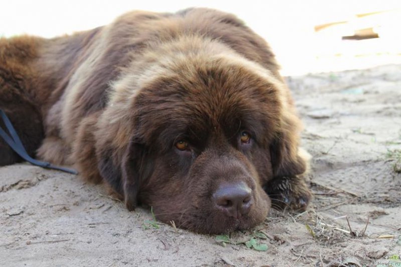 Фото: ньюфаундленд Funnewf Aqua-Marina (Фанньюф Аква-Марина)