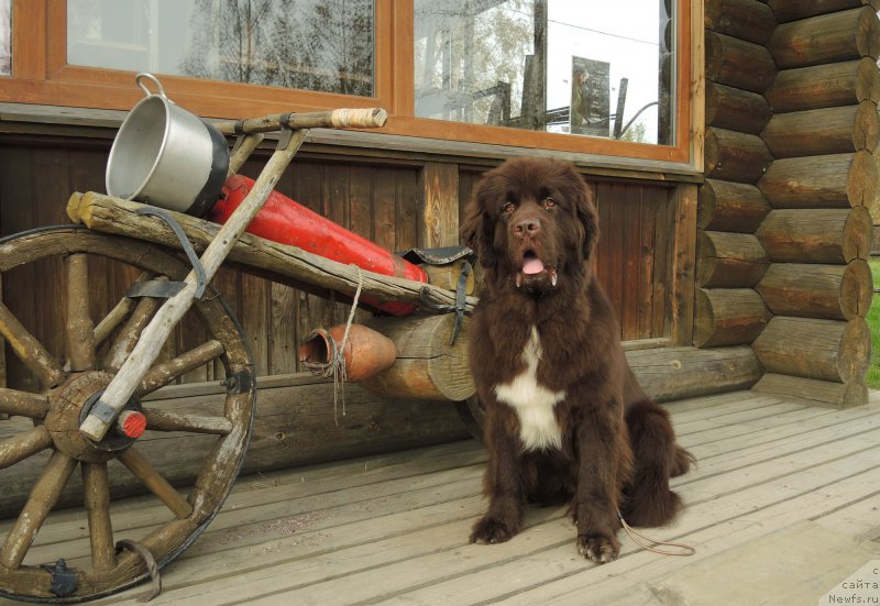 Фото: ньюфаундленд Funnewf Arktika (Фанньюф Арктика)