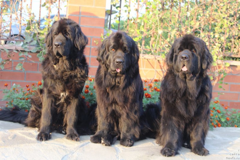 Фото: ньюфаундленд Neretum Tribe Xagrid, ньюфаундленд Anabelle Kvin of zye Mountayns (Анабелле Квин оф зэ Моунтайнс), ньюфаундленд YAntarnaya Mechta (Янтарная Мечта)