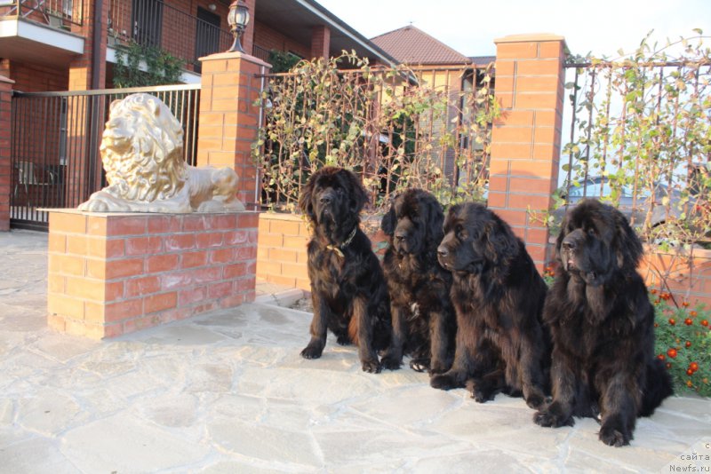 Фото: ньюфаундленд Daymond King (Даймонд Кинг), ньюфаундленд Neretum Tribe Xagrid, ньюфаундленд Anabelle Kvin of zye Mountayns (Анабелле Квин оф зэ Моунтайнс), ньюфаундленд YAntarnaya Mechta (Янтарная Мечта)