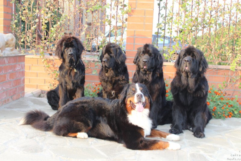 Фото: ньюфаундленд Daymond King (Даймонд Кинг), ньюфаундленд Neretum Tribe Xagrid, ньюфаундленд Anabelle Kvin of zye Mountayns (Анабелле Квин оф зэ Моунтайнс), ньюфаундленд YAntarnaya Mechta (Янтарная Мечта), и Роза