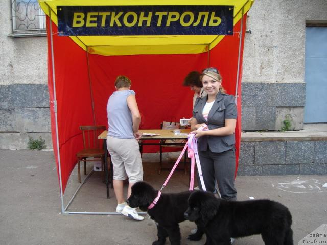 Фото: ньюфаундленд Gloriya Grand Blek (Глория Гранд Блек), ньюфаундленд Sent Djons Penelopa Krus (Сент Джонс Пенелопа Крус)