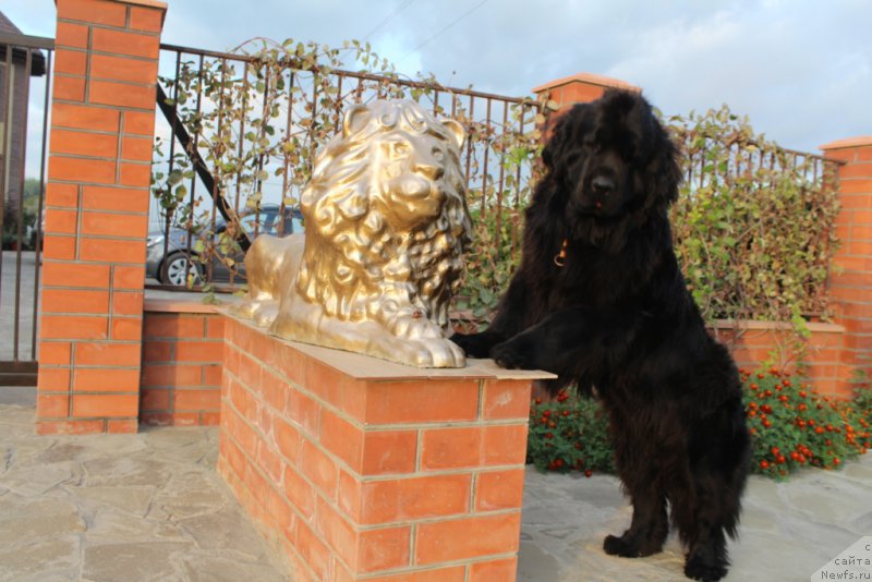 Фото: ньюфаундленд Anabelle Kvin of zye Mountayns (Анабелле Квин оф зэ Моунтайнс)