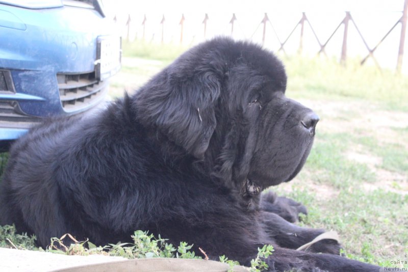 Фото: ньюфаундленд Beguschaya po Volnam Zero Kool (Бегущая по Волнам Зеро Коол)