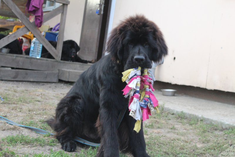 Фото: ньюфаундленд Daymond King (Даймонд Кинг)