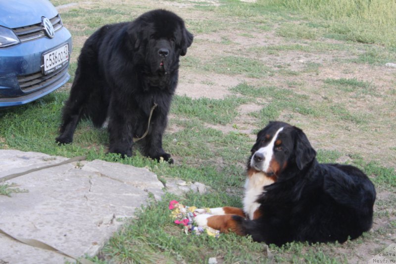 Фото: ньюфаундленд Beguschaya po Volnam Zero Kool (Бегущая по Волнам Зеро Коол)