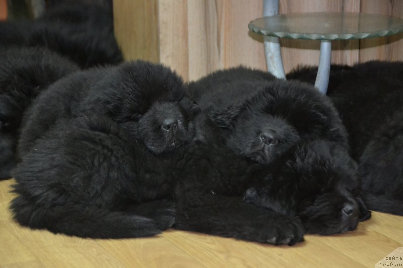 Фото: ньюфаундленд Talisman Morya Magiya Voln (Талисман Моря Магия Волн)
