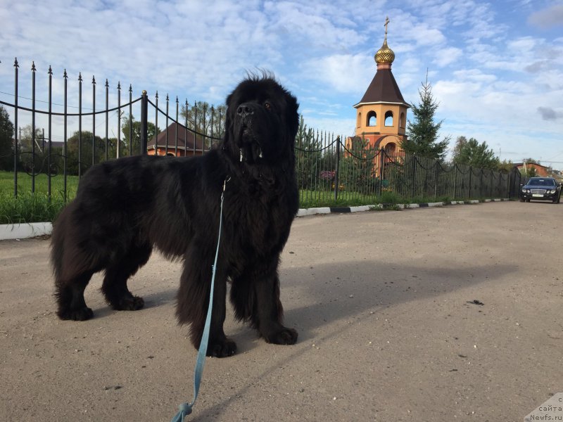 Фото: ньюфаундленд Ih Visochestvo Bishop Karl (Их Высочество Бишоп Карл)