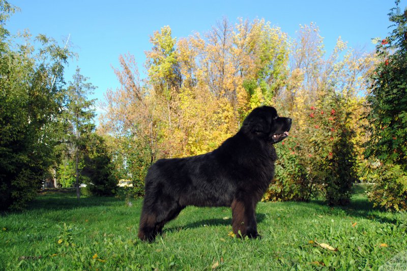 Фотография № 214667