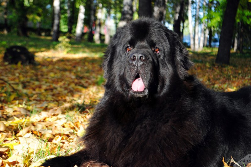 Фото: ньюфаундленд Kiper Soul Layon Hyeert (Кипер Соул Лайон Хэерт)