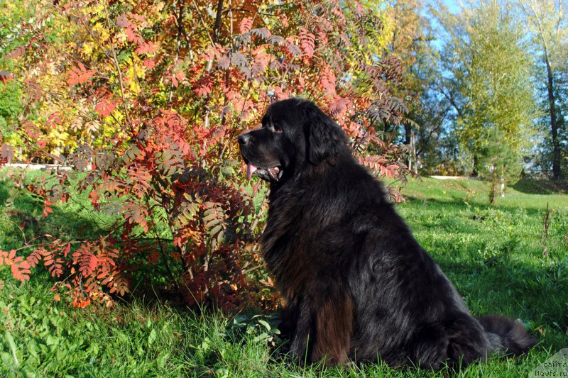 Фото: ньюфаундленд Kiper Soul Layon Hyeert (Кипер Соул Лайон Хэерт)