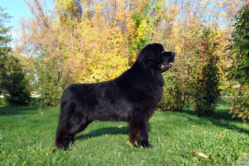 Фотография № 214673