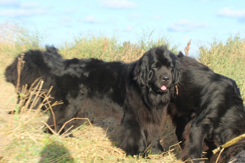 Фото: ньюфаундленд Anabelle Kvin of zye Mountayns (Анабелле Квин оф зэ Моунтайнс)