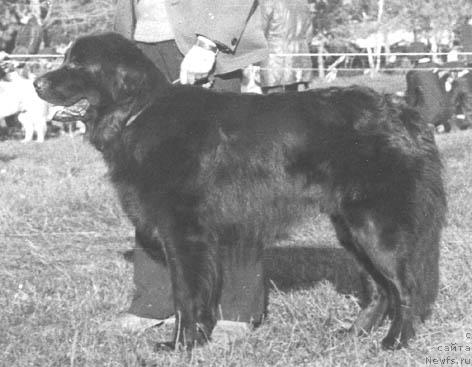 Фото: ньюфаундленд Blyek (Блэк)