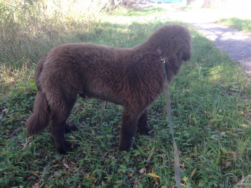 Фото: ньюфаундленд Braunblad MSK Ben-Ami Lon (Браунблад МСК Бен-Ами Лон)
