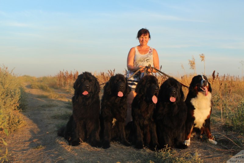 Фото: ньюфаундленд Anabelle Kvin of zye Mountayns (Анабелле Квин оф зэ Моунтайнс), ньюфаундленд Neretum Tribe Xagrid, ньюфаундленд Daymond King (Даймонд Кинг), ньюфаундленд YAntarnaya Mechta (Янтарная Мечта), и Роза